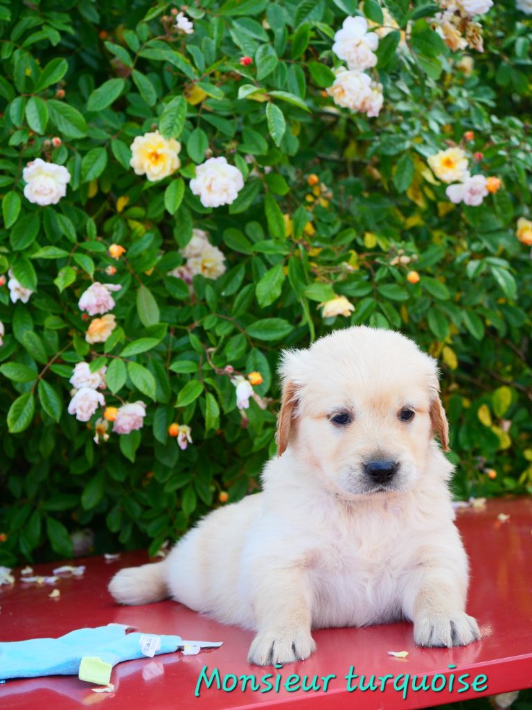Dreamin Love - Chiots disponibles - Golden Retriever