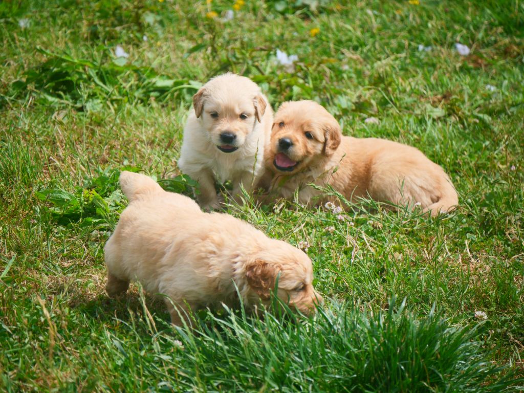 Dreamin Love - Chiots disponibles - Golden Retriever