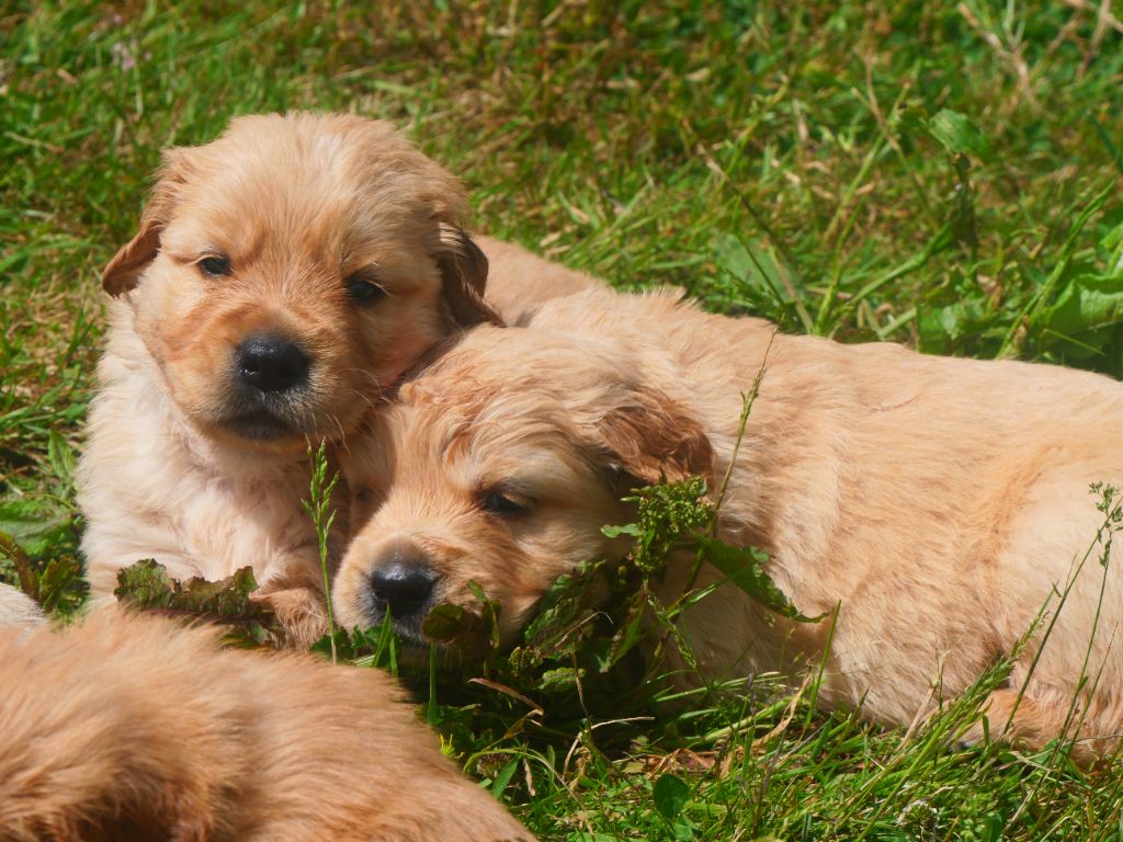 Dreamin Love - Chiots disponibles - Golden Retriever