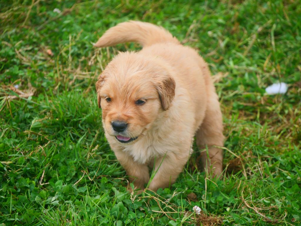 Dreamin Love - Chiots disponibles - Golden Retriever