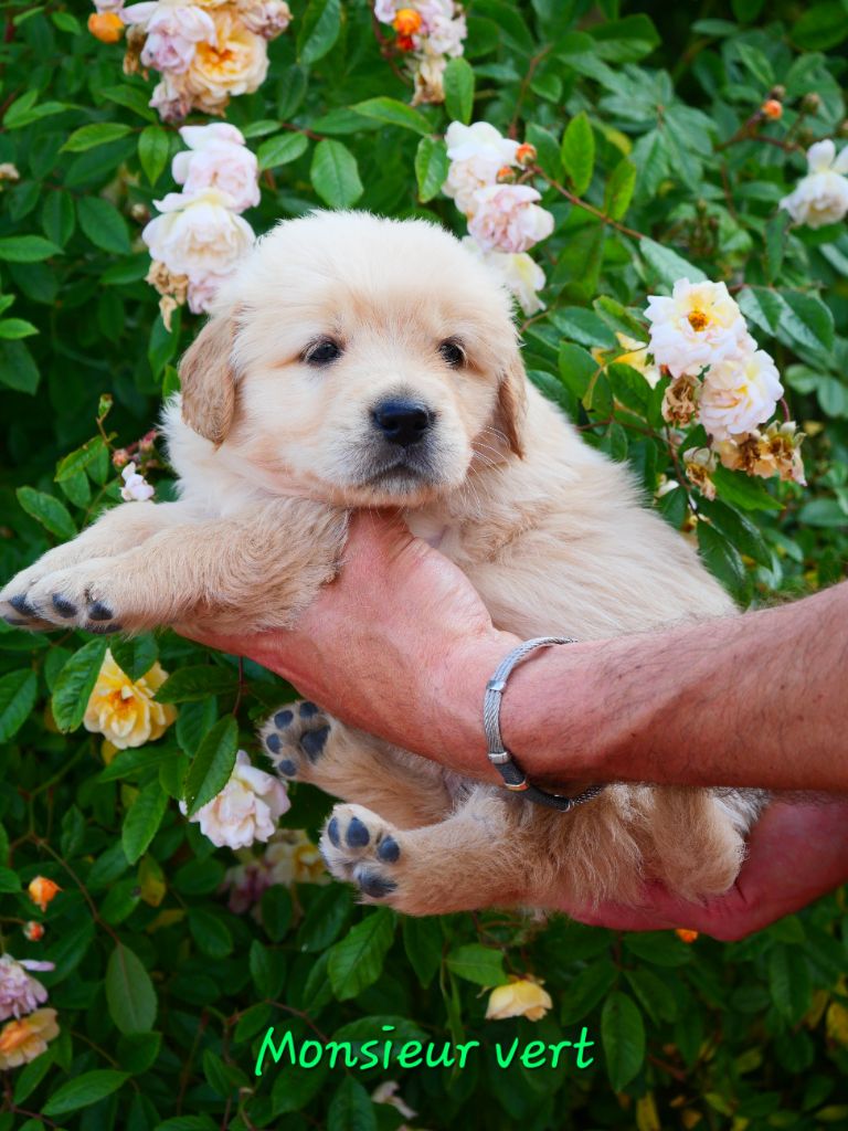 Dreamin Love - Chiots disponibles - Golden Retriever