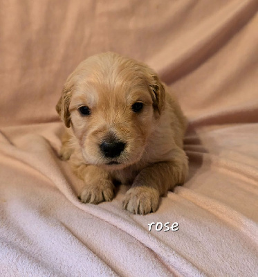 CHIOT