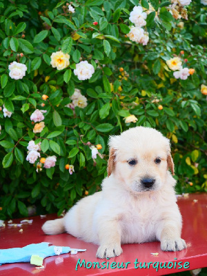 CHIOT