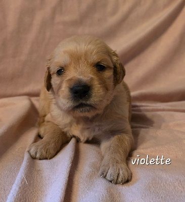 CHIOT