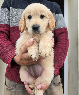 CHIOT