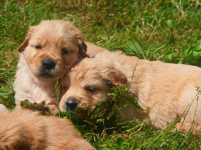 CHIOT