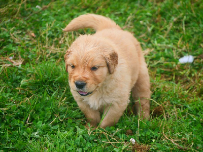 CHIOT