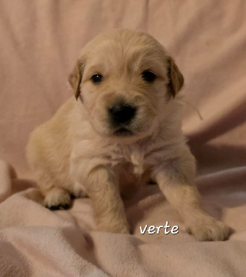 CHIOT