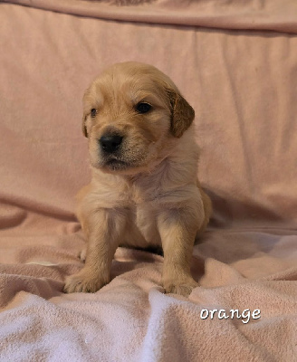 CHIOT
