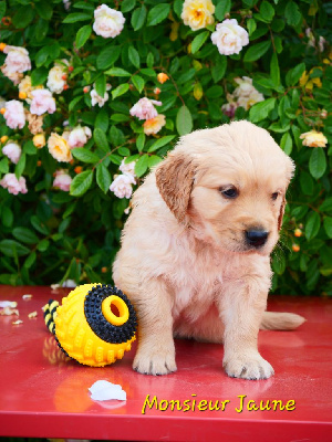 CHIOT