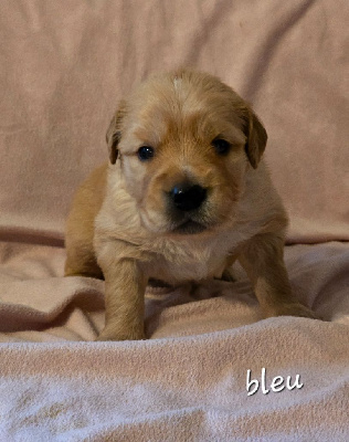 CHIOT