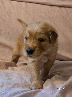 CHIOT