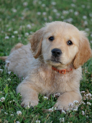 CHIOT