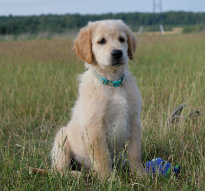 CHIOT