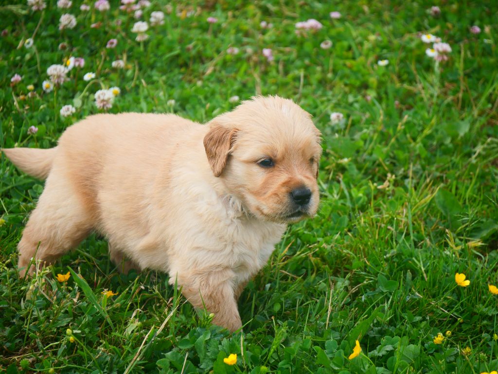 Dreamin Love - Chiots disponibles - Golden Retriever