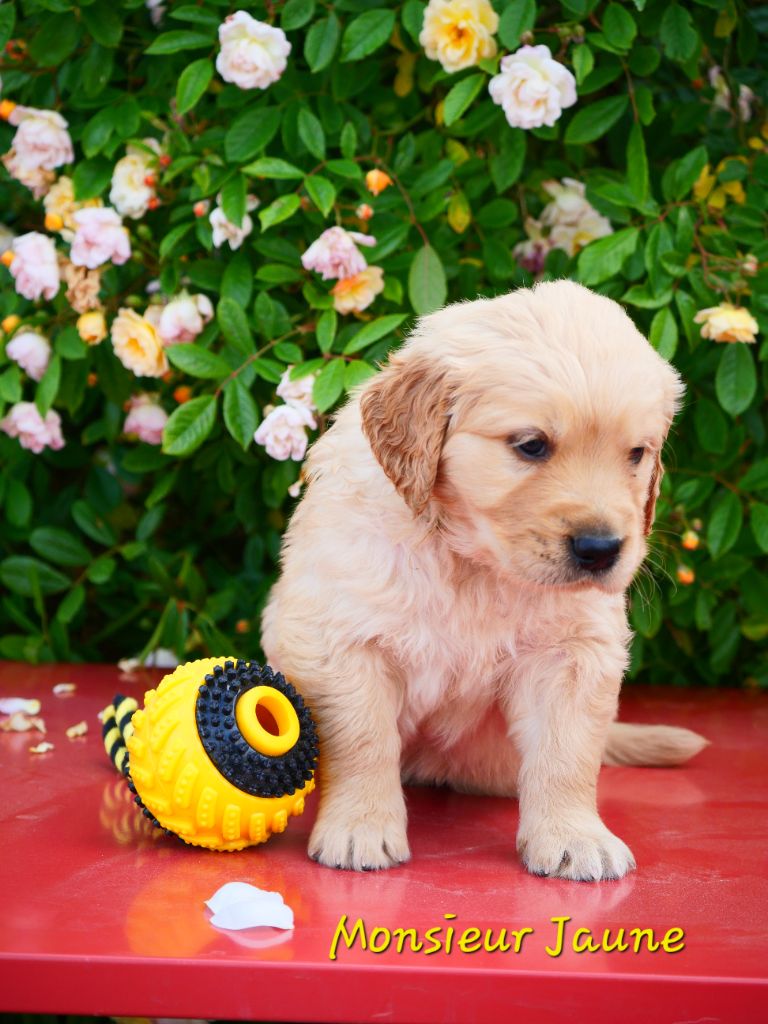 Dreamin Love - Chiots disponibles - Golden Retriever