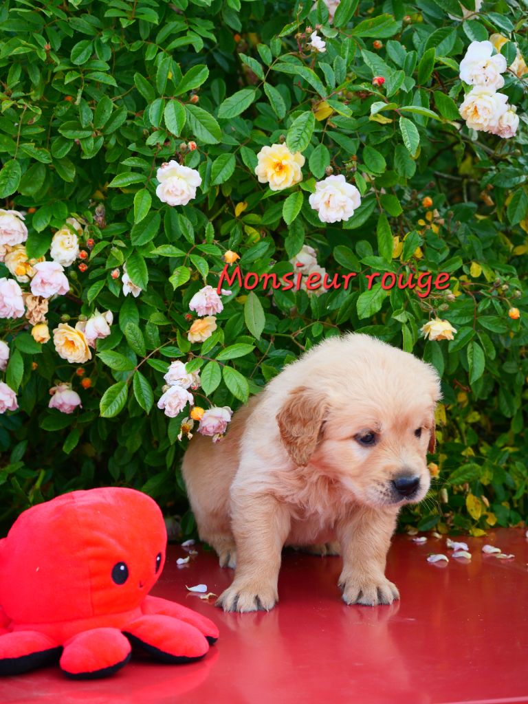 Dreamin Love - Chiots disponibles - Golden Retriever